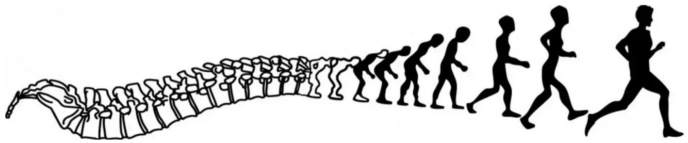 Evolution Ostéopathie